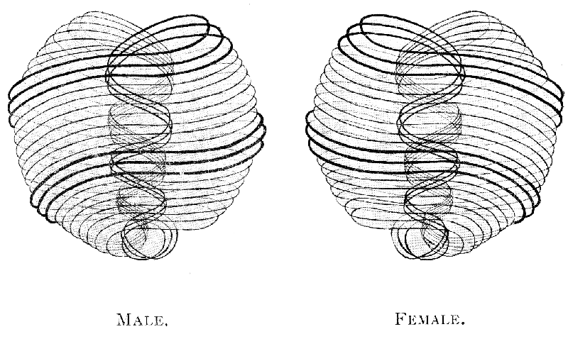 Plate II - Ultimate physical atoms.
